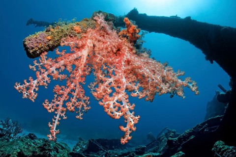 Klunzinger's Soft Coral