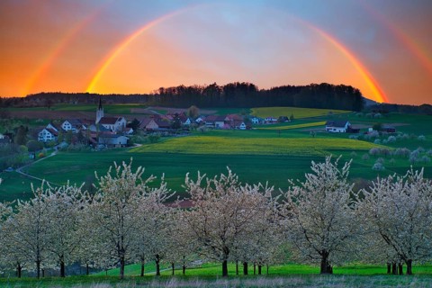 Blossoming cherry trees
