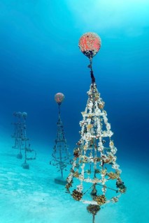 Coral breeding of stony corals