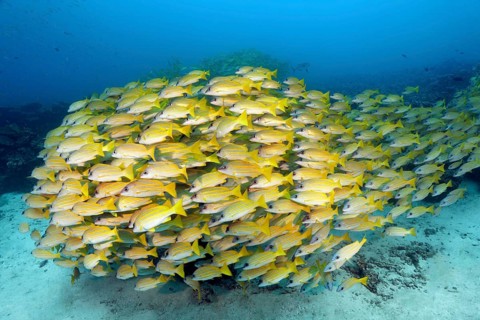 Swarm of fish Bluestripe snapper