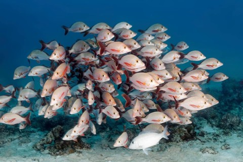 Fish shoal Humpback Red Snapper