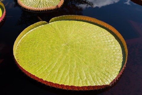 Leaf of the LATINLOC1