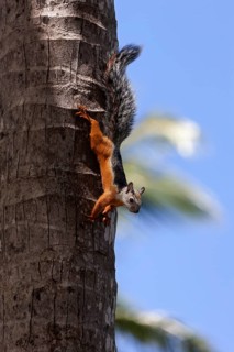 Variegated squirrel