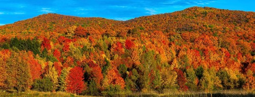 Deciduous forest in bright autumn colours