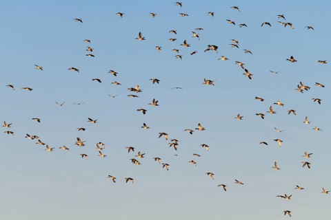 Eurasian Wigeon