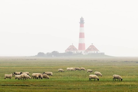 Suffolk sheep