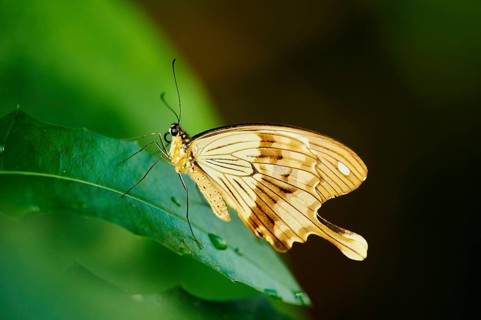 Mocker Swallowtail