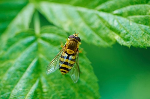Hoverfly