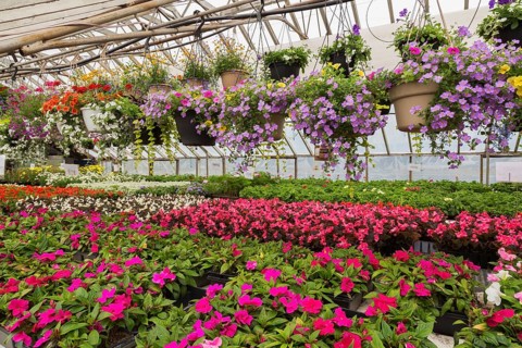 Colourful annual summer flowers