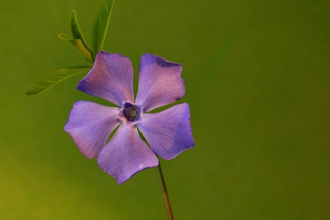 Lesser periwinkle