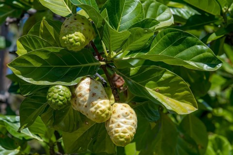 Noni fruits