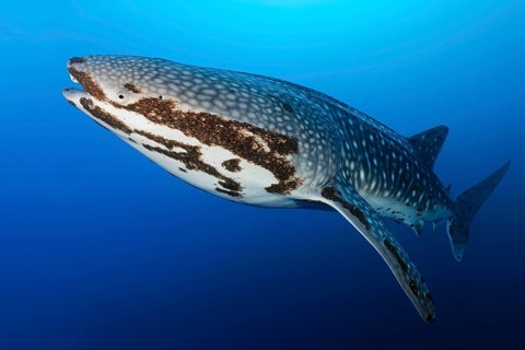 Whale shark