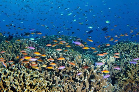 Fish shoal of different Anthias