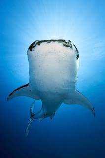 Whale shark
