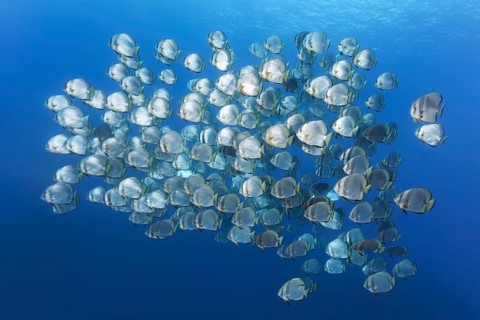 Large school of fish Orbicular batfish