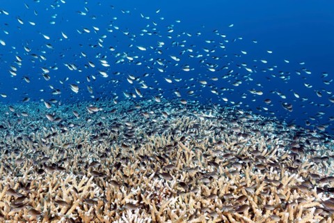 Swarm of damselfish