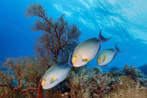 Yellowfin surgeonfish