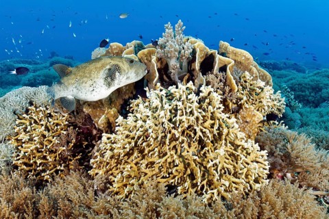 Map puffer