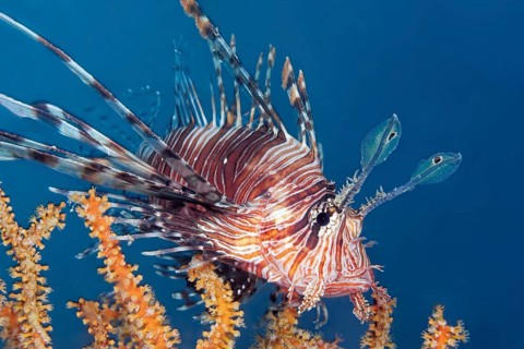 Red Lionfish