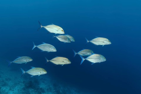 Swarm bluefin trevally