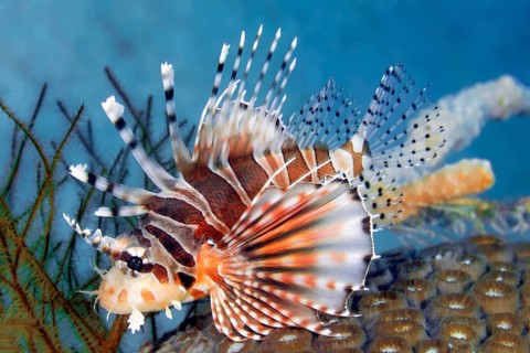 Zebra turkeyfish