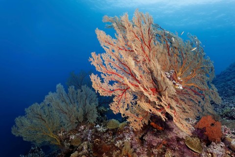 Reef drop-off with large Melithaea gorgonians