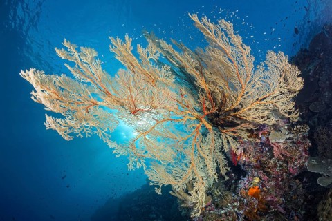 Reef drop-off with large Melithaea gorgonians