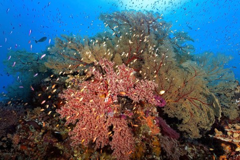 Coral reef with large Melthaea gorgonian