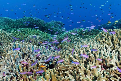 Coral reef