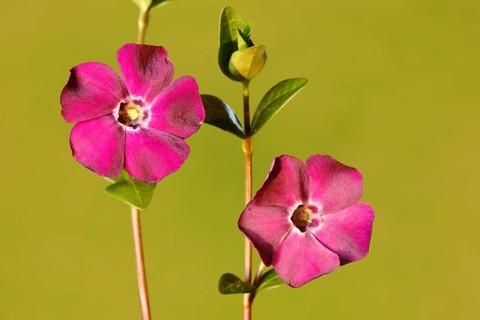 Lesser periwinkle