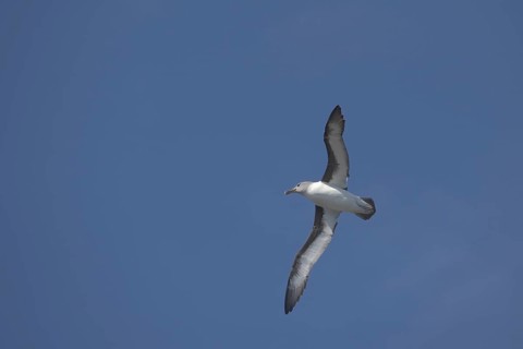 Grey-headed Albatross