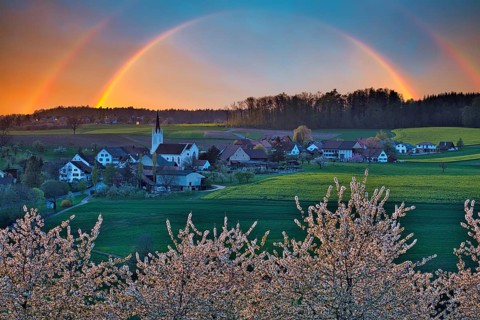 Blossoming cherry trees