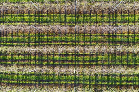 Apple tree plantation from above