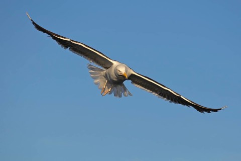 Great black-backed gull