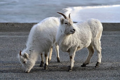 Two young Dall sheep