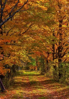 Avenue with colourful foliage in autumn