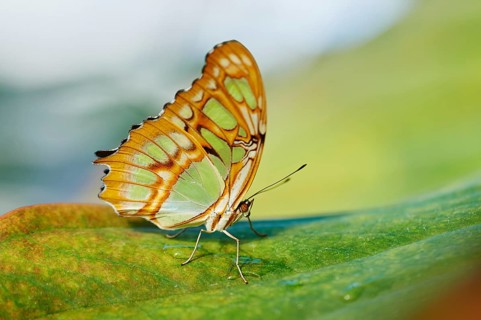 Malachite butterfly