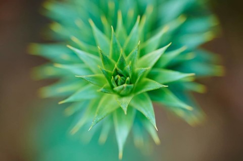 Monkey puzzle tree