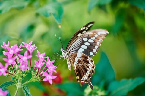 Giant swallowtail