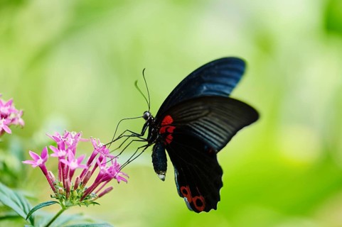 Scarlet Mormon or red Mormon