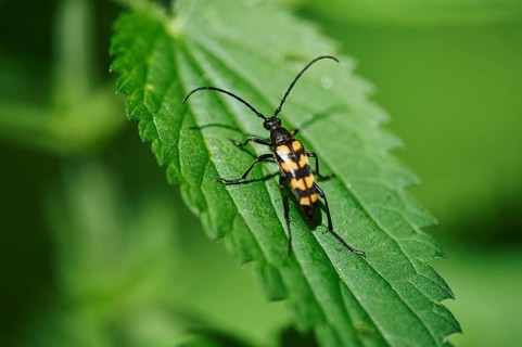 Lepturine beetle