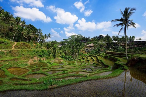 Rice fields near Tegallalang