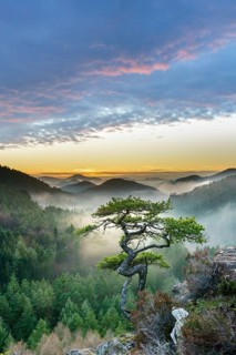 Palatinate Forest