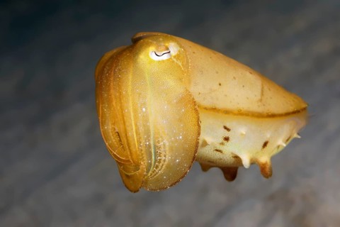 Broadclub Cuttlefish