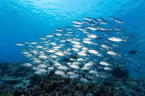 Swarm Bigeye trevallies
