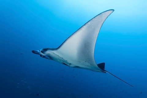 Reef manta ray