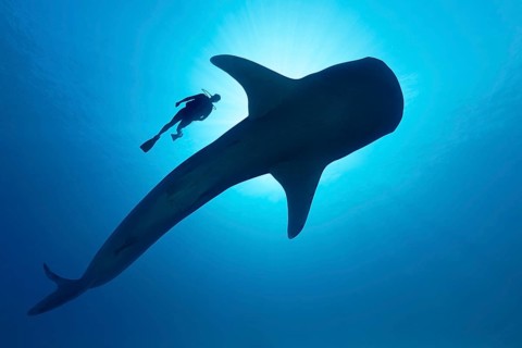 Sihouette of diver with Whale shark
