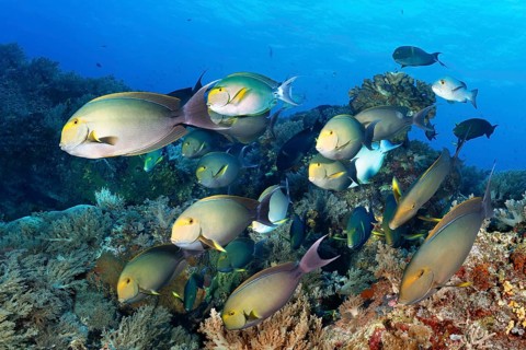 Swarm of fish Yellowfin surgeonfish