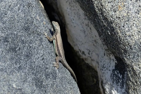 Atacamen Pacific iguana