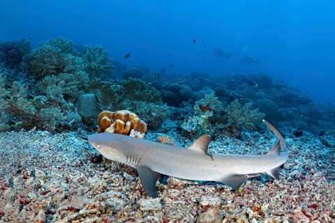 Whitetip reef shark